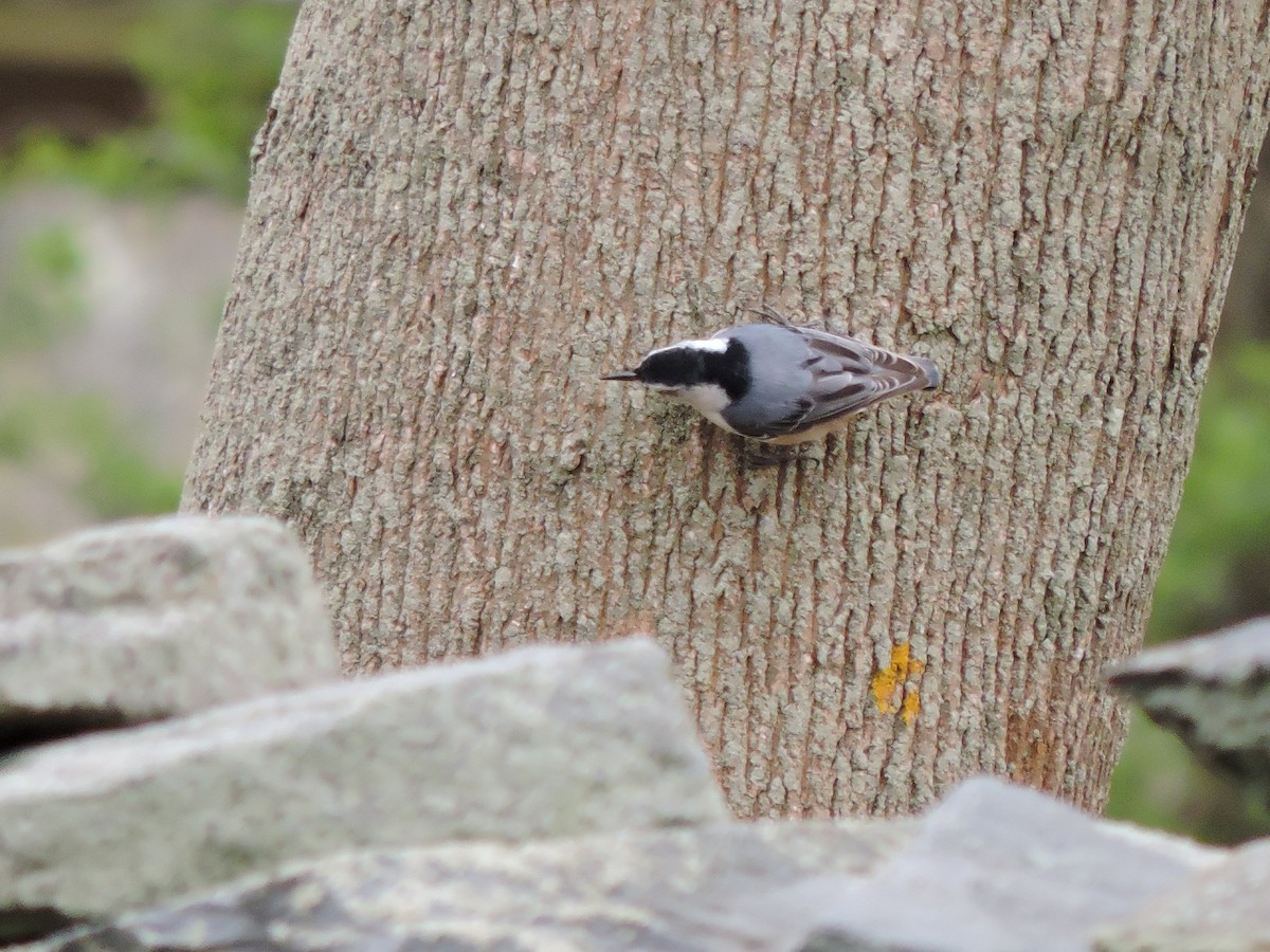 White-breasted Nuthatch - ML618140238