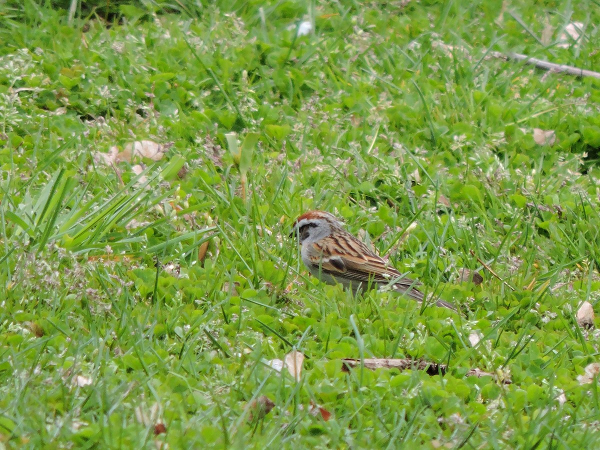 Chipping Sparrow - ML618140258