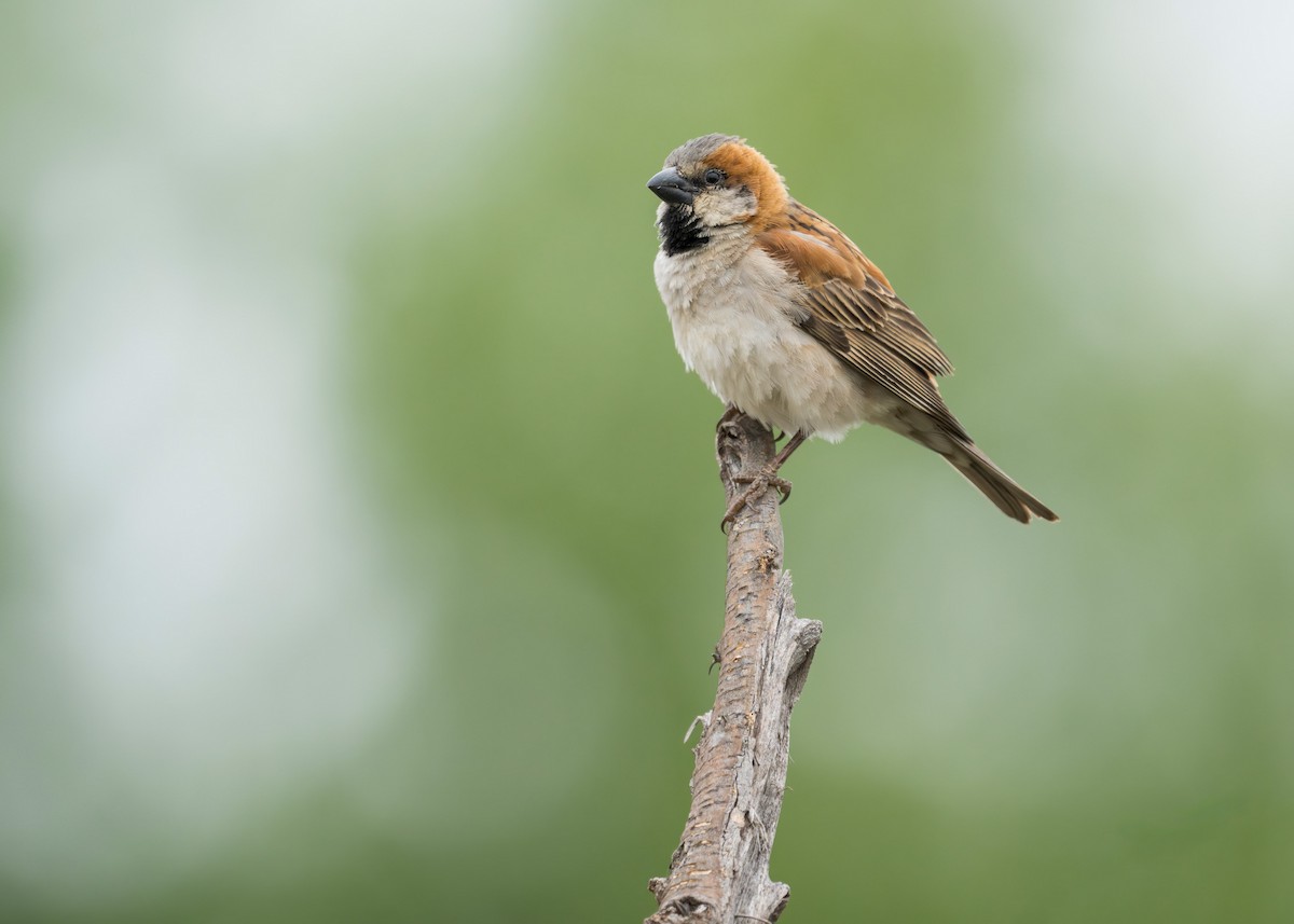 Great Rufous Sparrow - Heyn de Kock