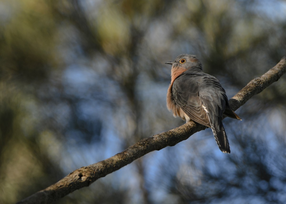 Fan-tailed Cuckoo - ML618140338
