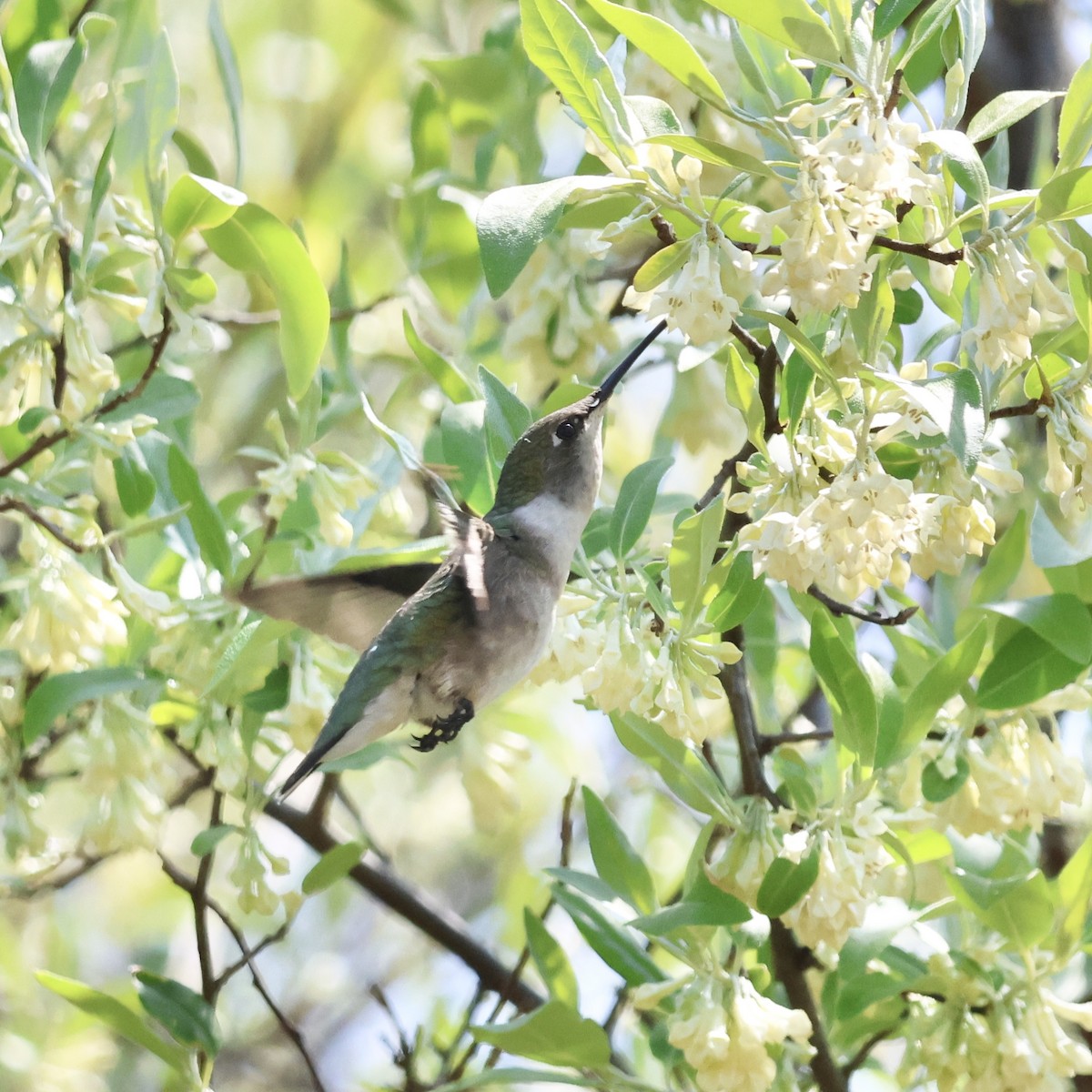 Ruby-throated Hummingbird - Parsley Steinweiss