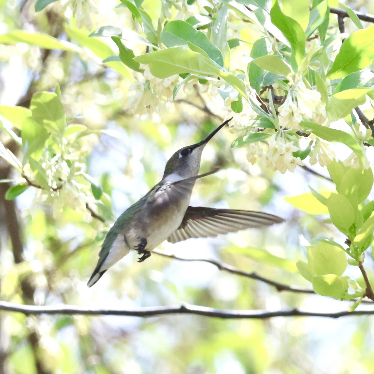 Ruby-throated Hummingbird - Parsley Steinweiss