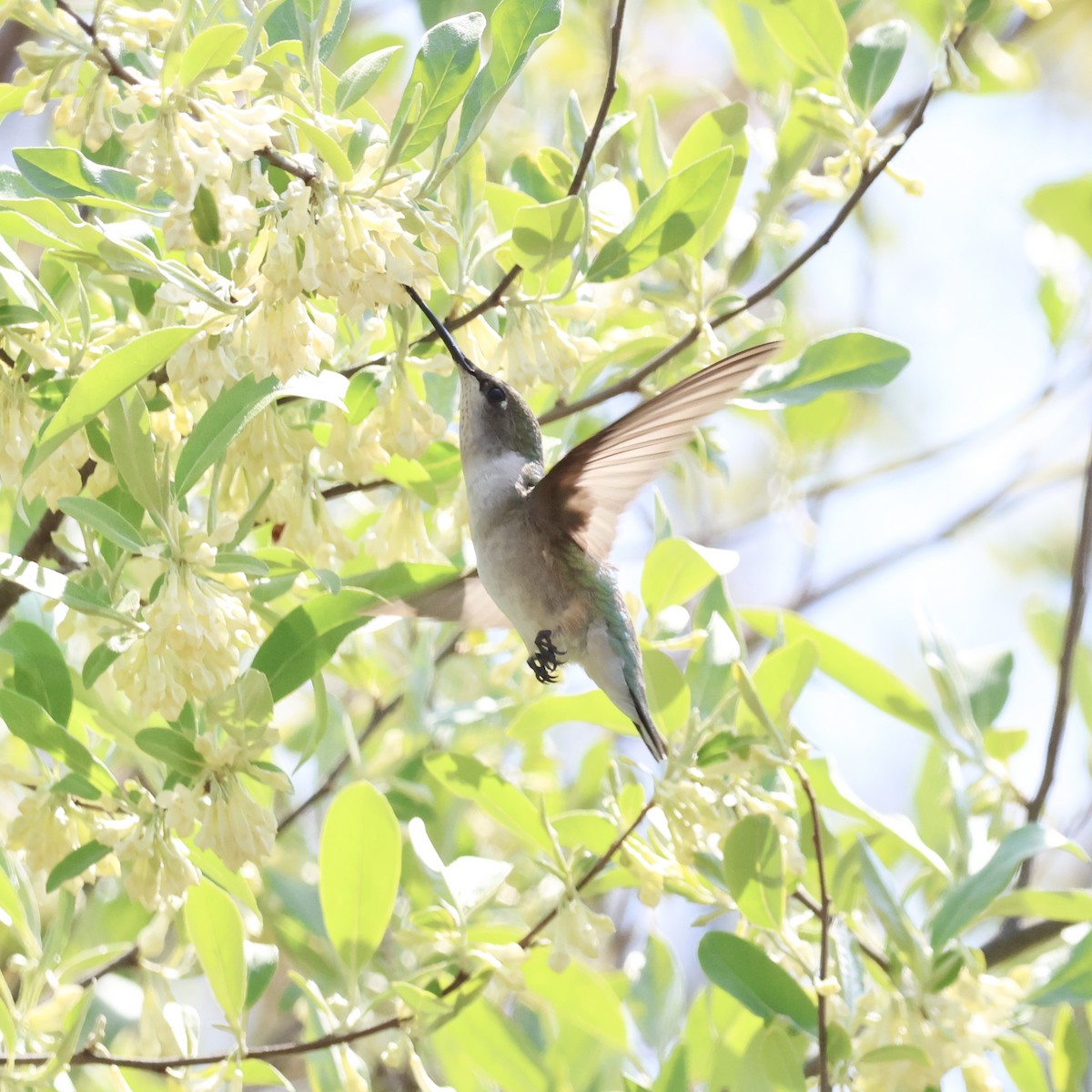 Ruby-throated Hummingbird - ML618140358