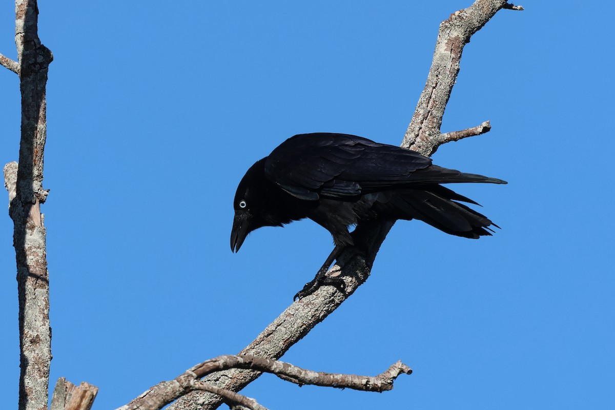 Torresian Crow - ML618140391