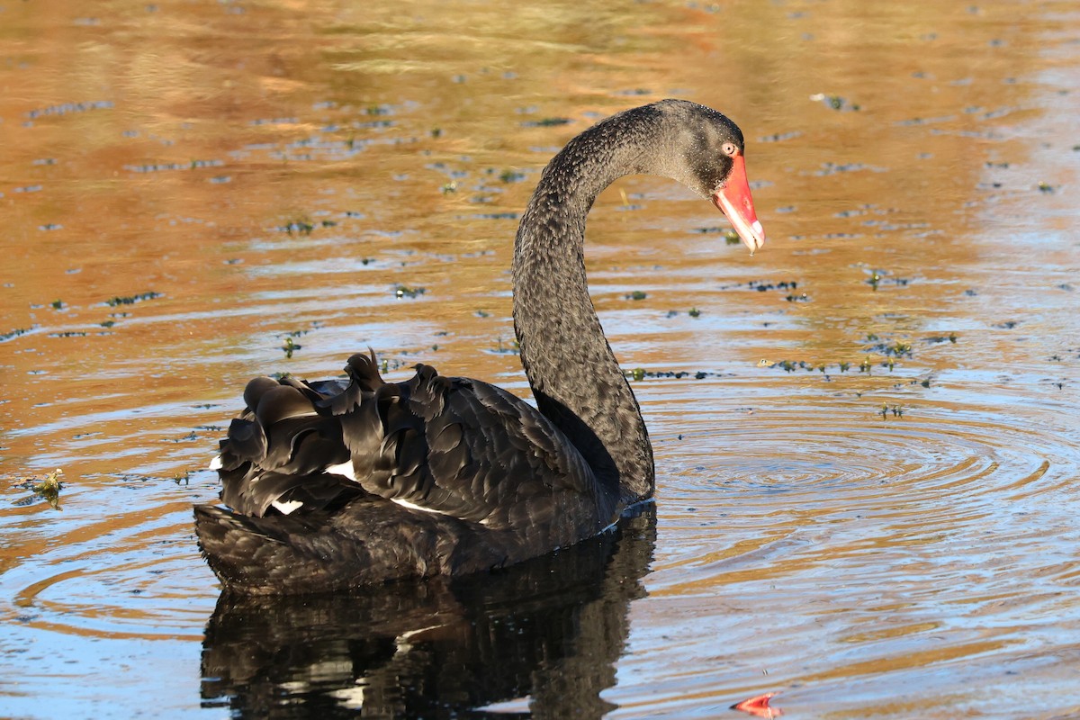 Black Swan - Jim Norris