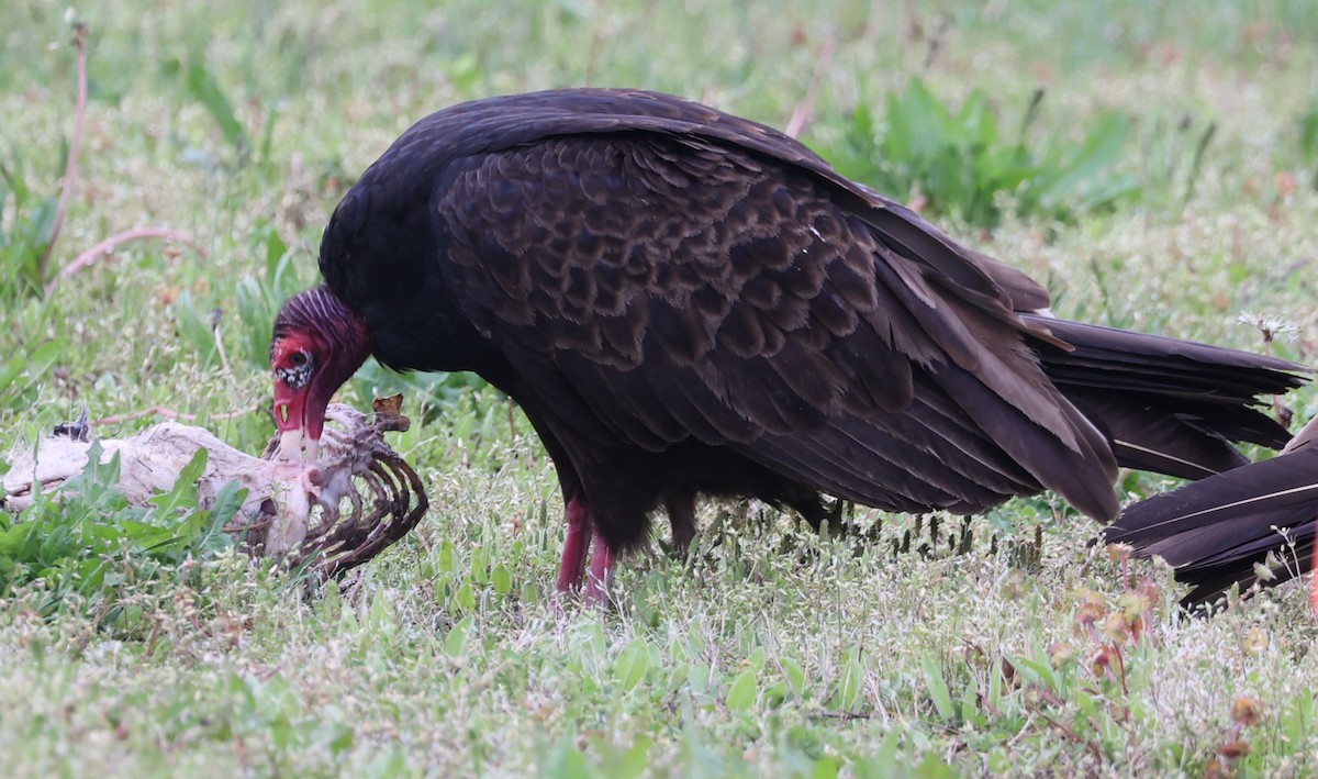 Turkey Vulture - E J