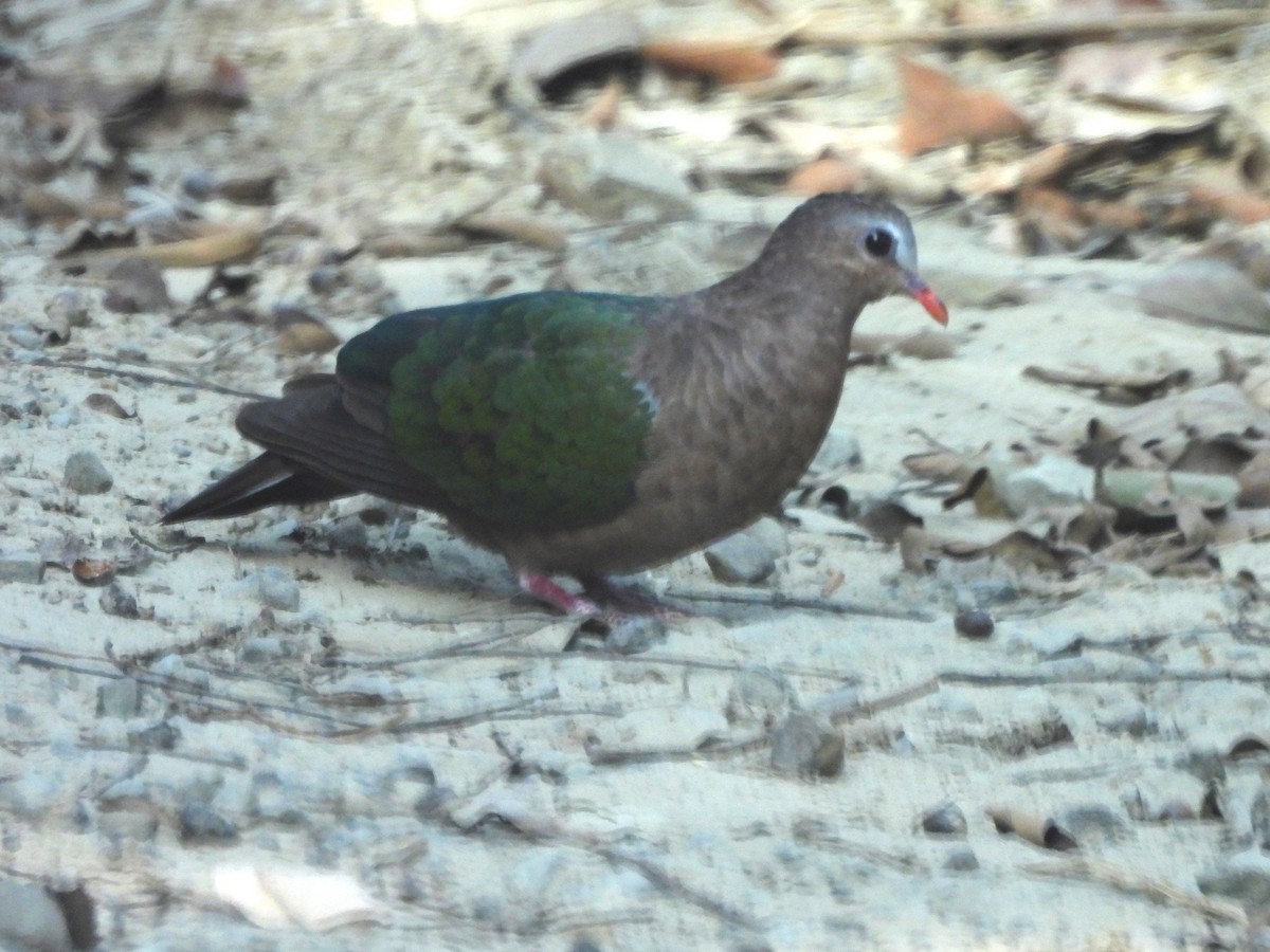 Asian Emerald Dove - ML618140462