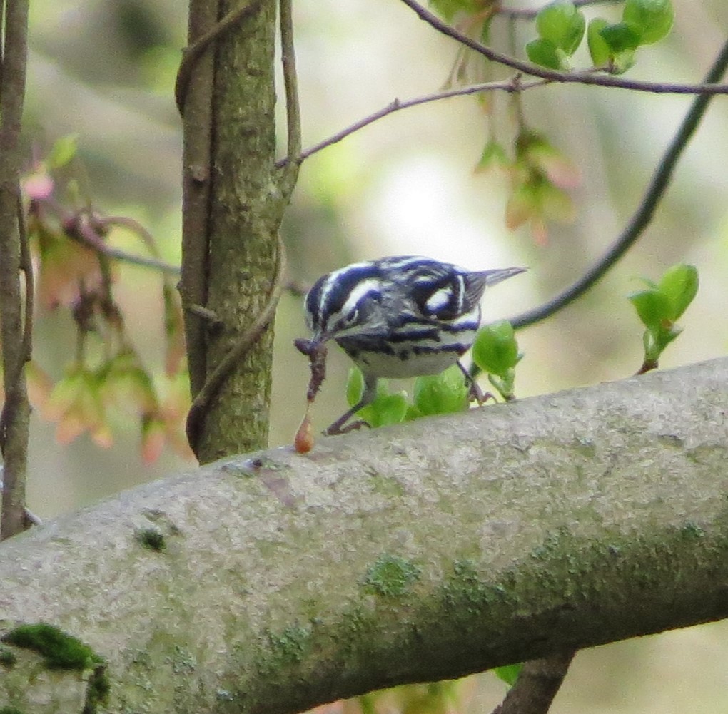 Black-and-white Warbler - ML618140473