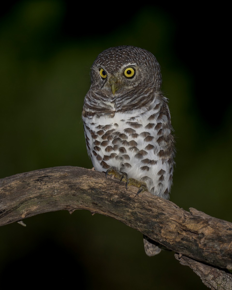 African Barred Owlet - Heyn de Kock