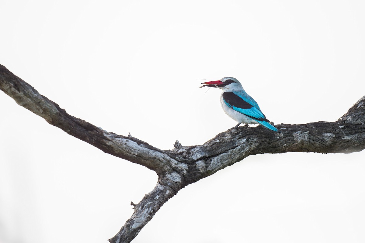 Woodland Kingfisher - Heyn de Kock