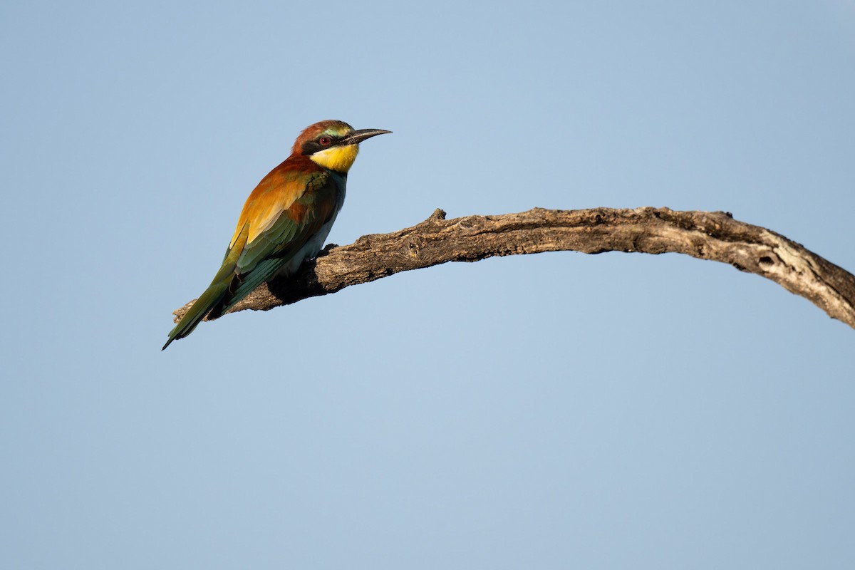 European Bee-eater - Heyn de Kock