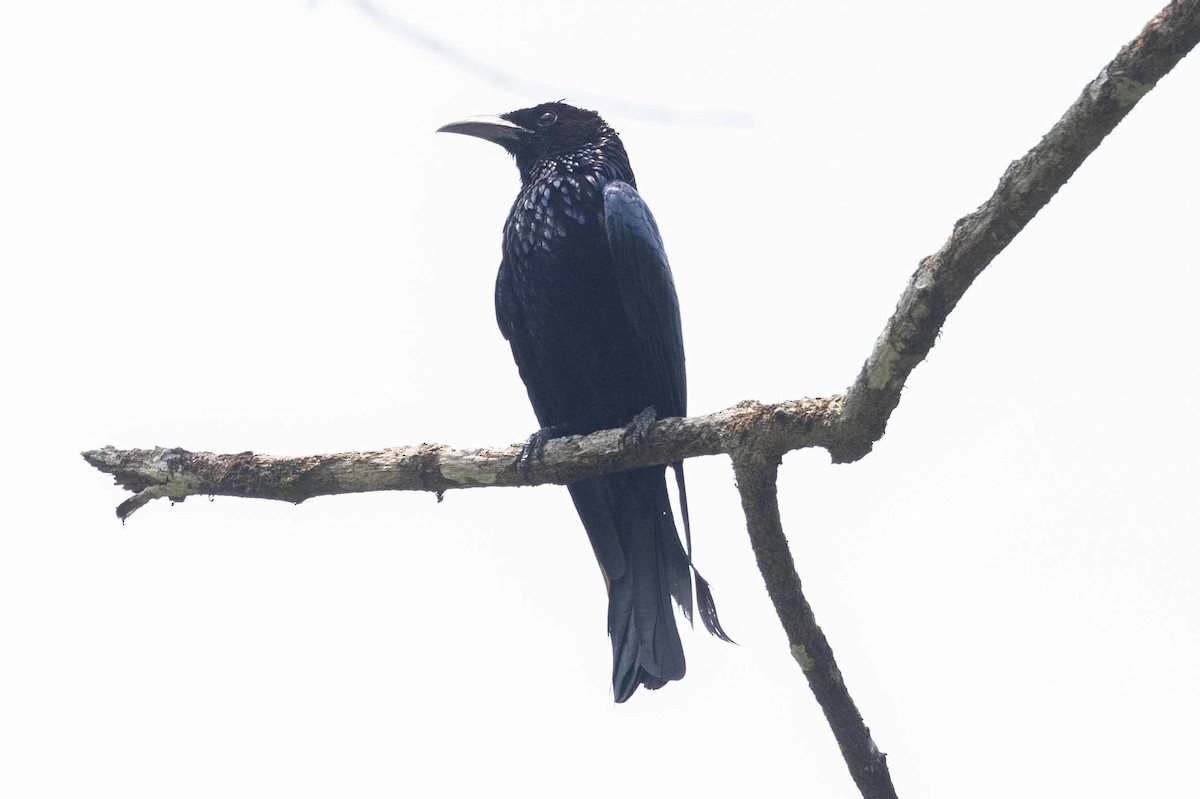 Hair-crested Drongo - ML618140531