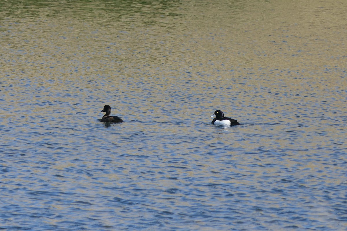 Tufted Duck - ML618140533