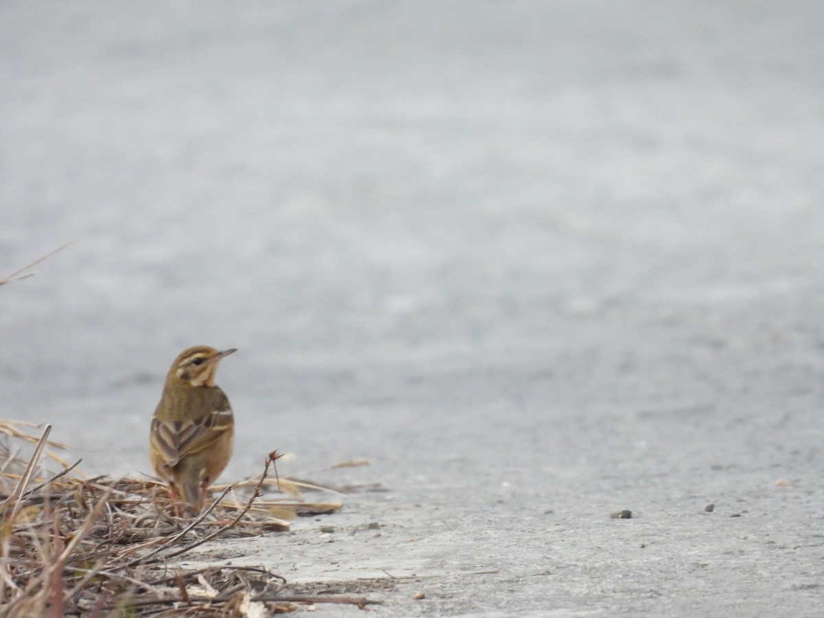 Olive-backed Pipit - Omesh Bajpai