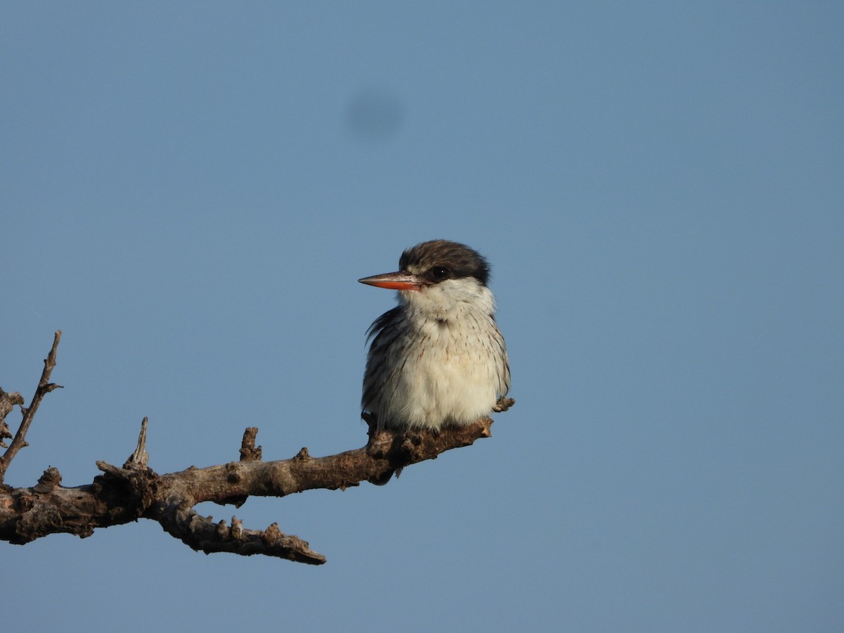Striped Kingfisher - Pam Spring