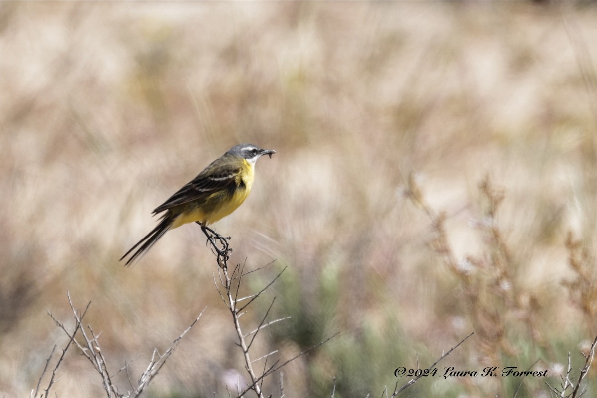 Western Yellow Wagtail - Laura Forrest