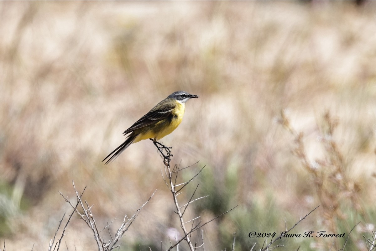 Western Yellow Wagtail - Laura Forrest