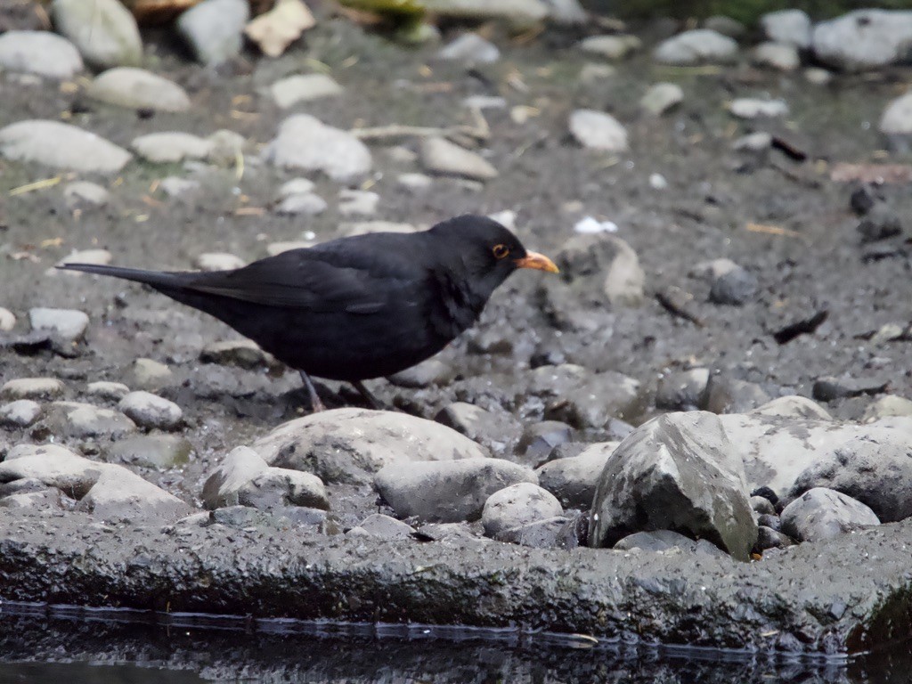 Eurasian Blackbird - ML618140738