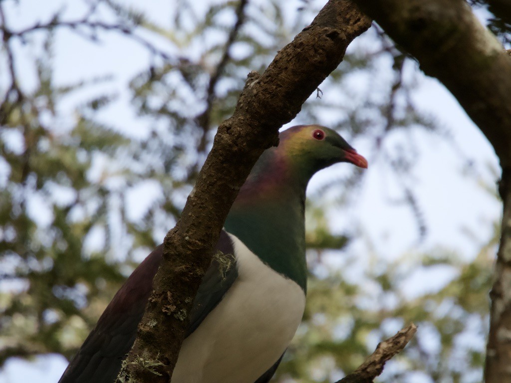 New Zealand Pigeon - ML618140756