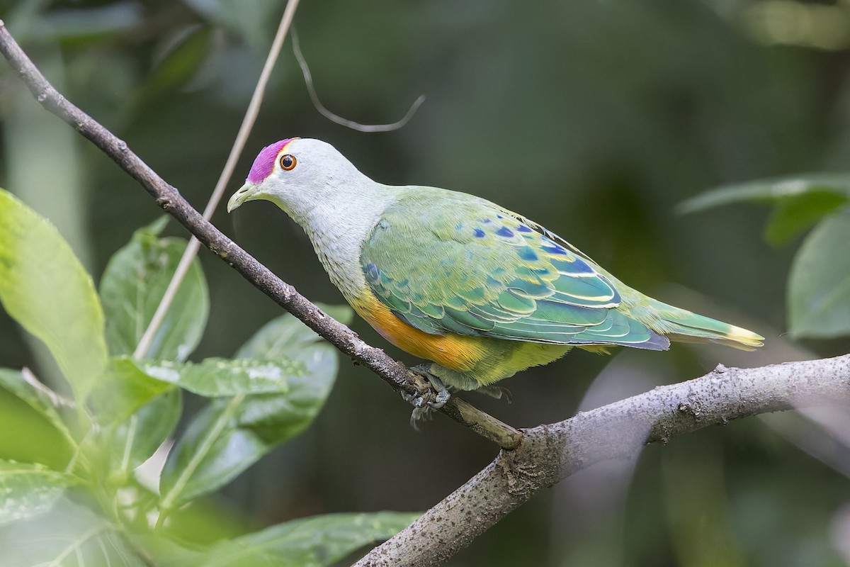 Rose-crowned Fruit-Dove - ML618140757