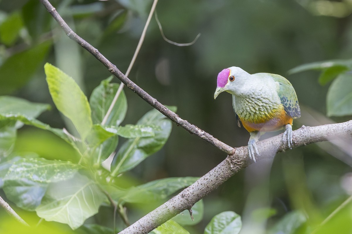 Rose-crowned Fruit-Dove - ML618140758