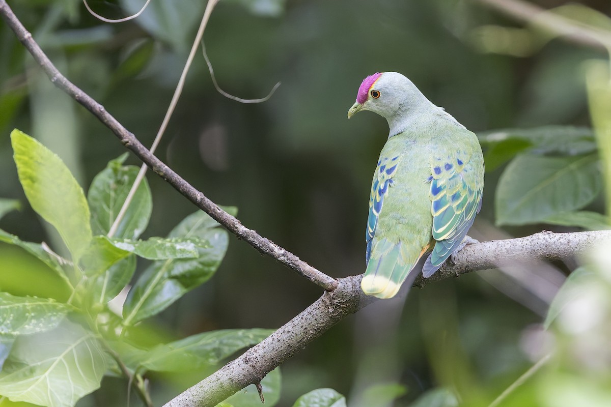 Rose-crowned Fruit-Dove - ML618140759