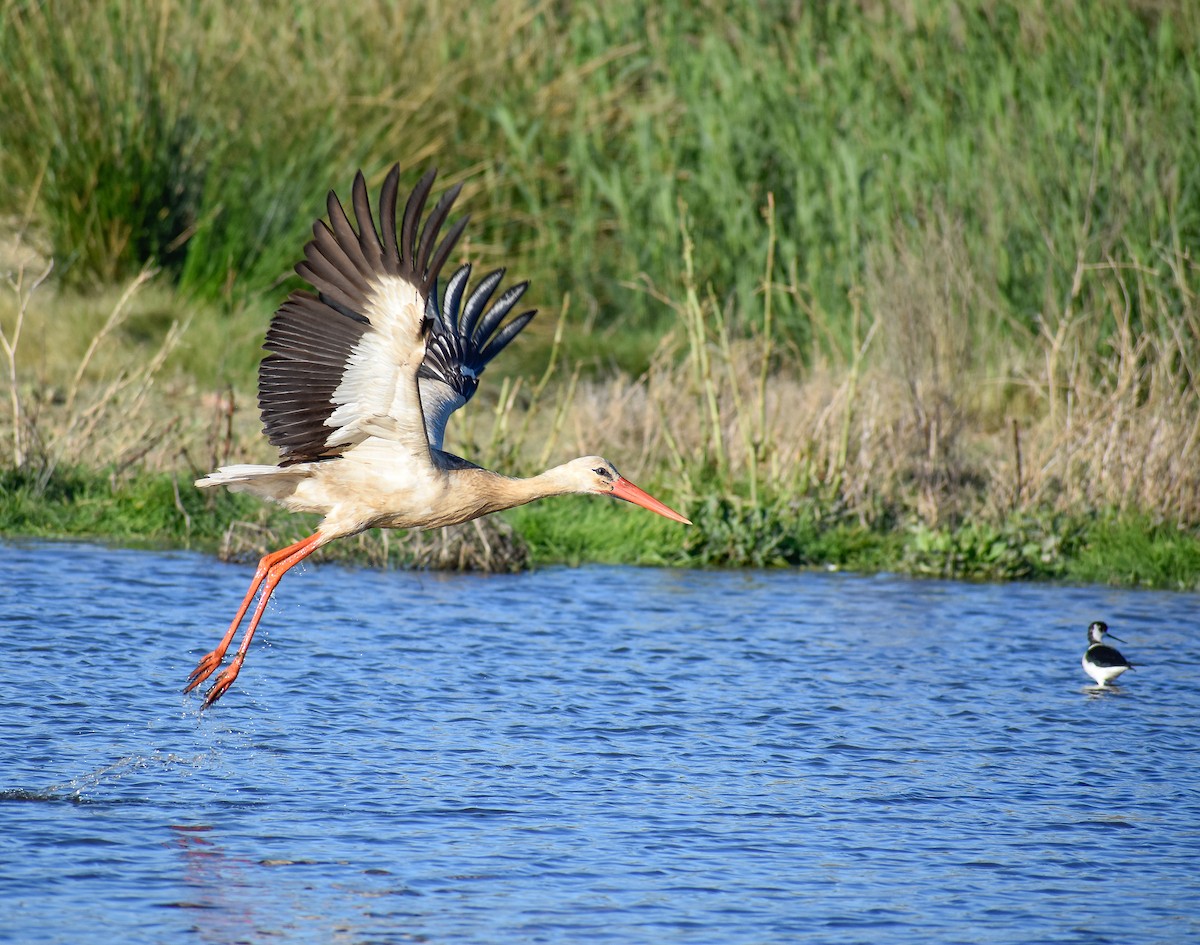 White Stork - Miguel Flor Hernández