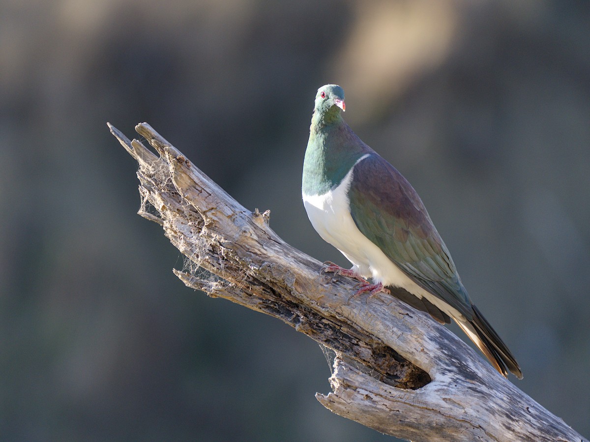 New Zealand Pigeon - Christopher Tuffley