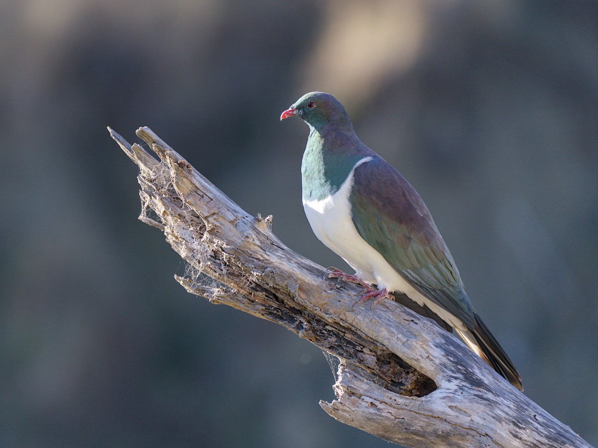 New Zealand Pigeon - ML618140766