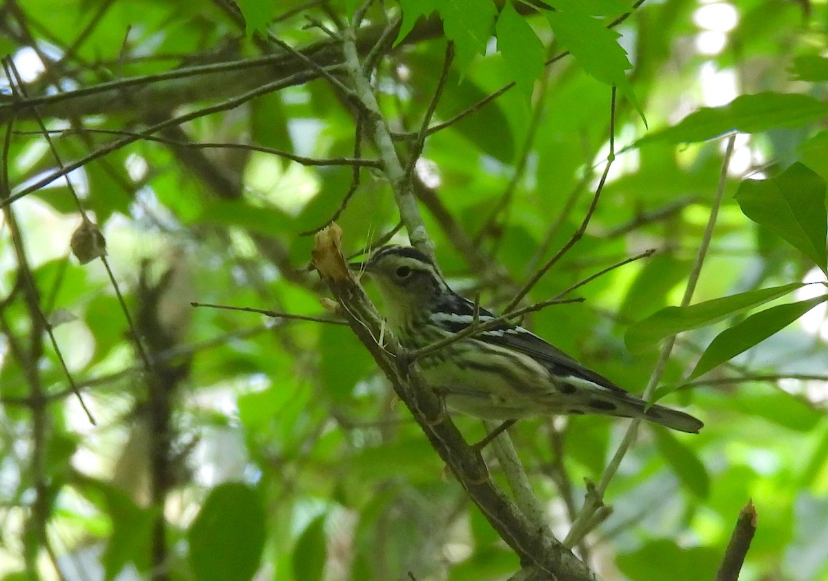 Black-and-white Warbler - ML618140797