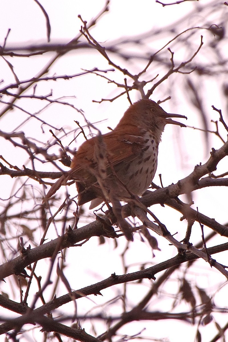 Brown Thrasher - Lowell Goudge