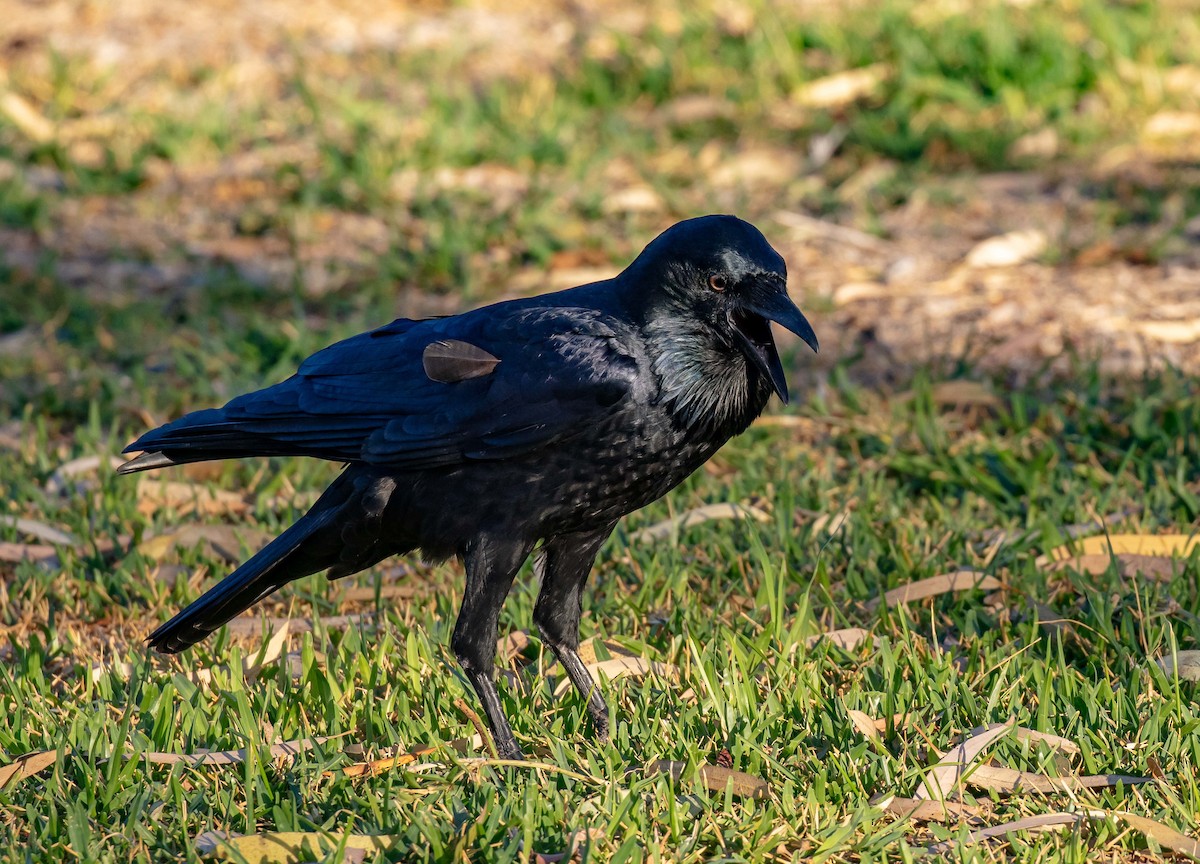 Australian Raven - ML618140825