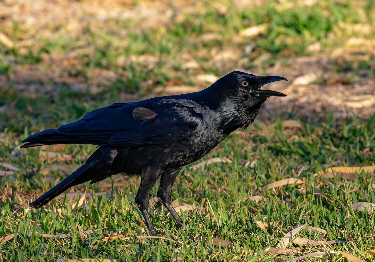Australian Raven - ML618140827