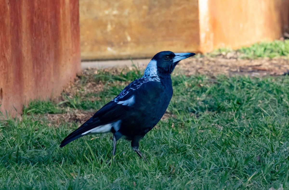 Australian Magpie (Western) - Hickson Fergusson