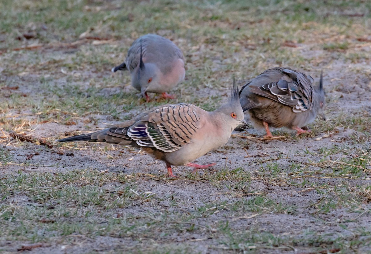 Crested Pigeon - ML618140833