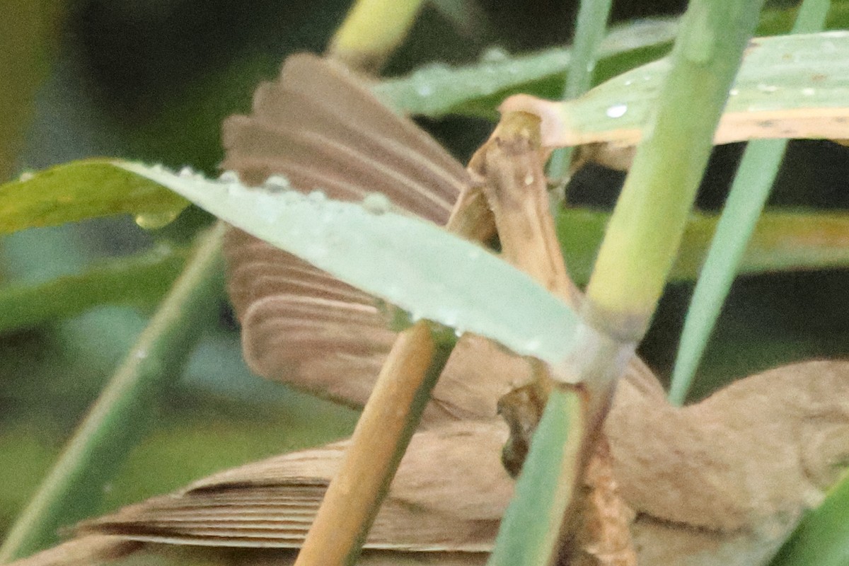 Common Reed Warbler - ML618140842