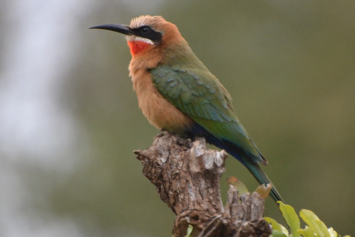 White-fronted Bee-eater - ML618140902