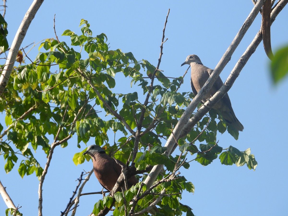 Red Collared-Dove - ML618140906