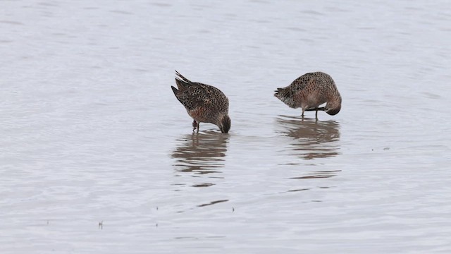 Long-billed Dowitcher - ML618140908