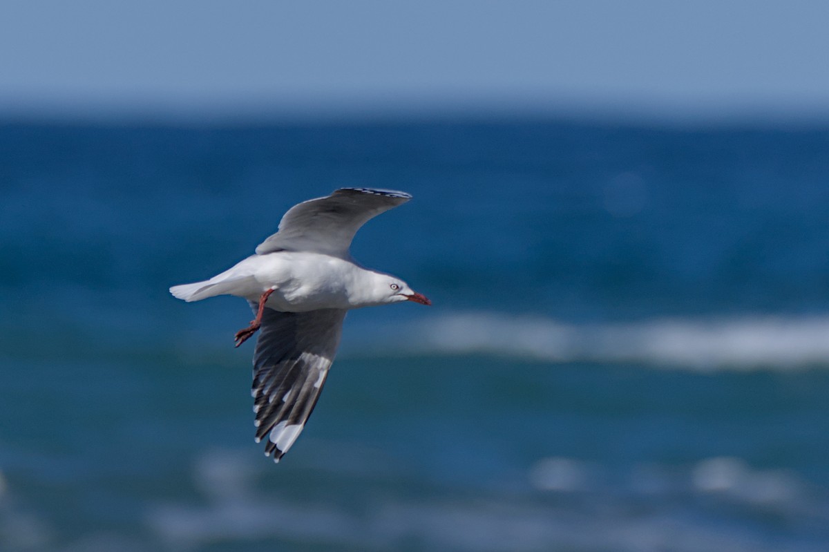 Silver Gull (Red-billed) - Christopher Tuffley