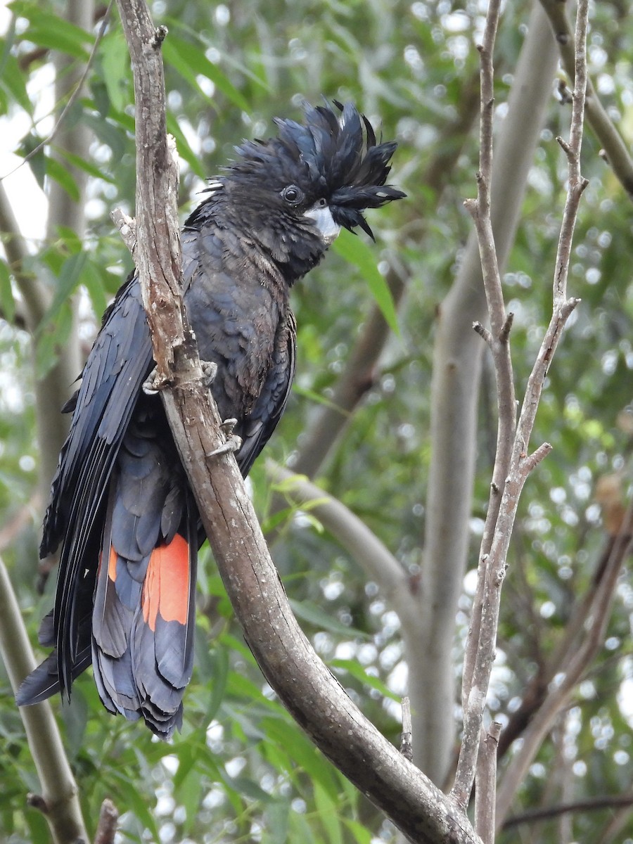 Red-tailed Black-Cockatoo - ML618140949