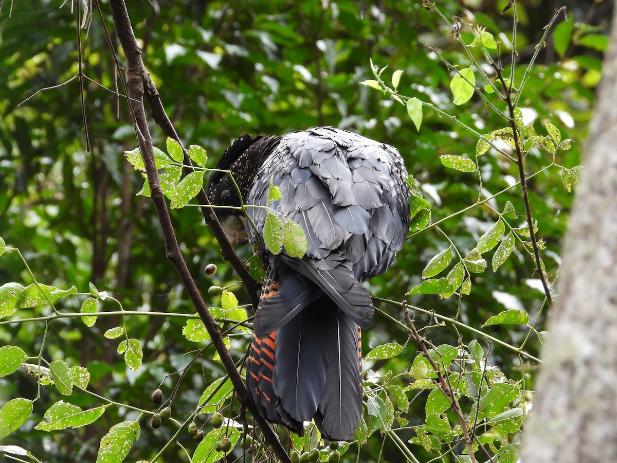 Red-tailed Black-Cockatoo - ML618140954