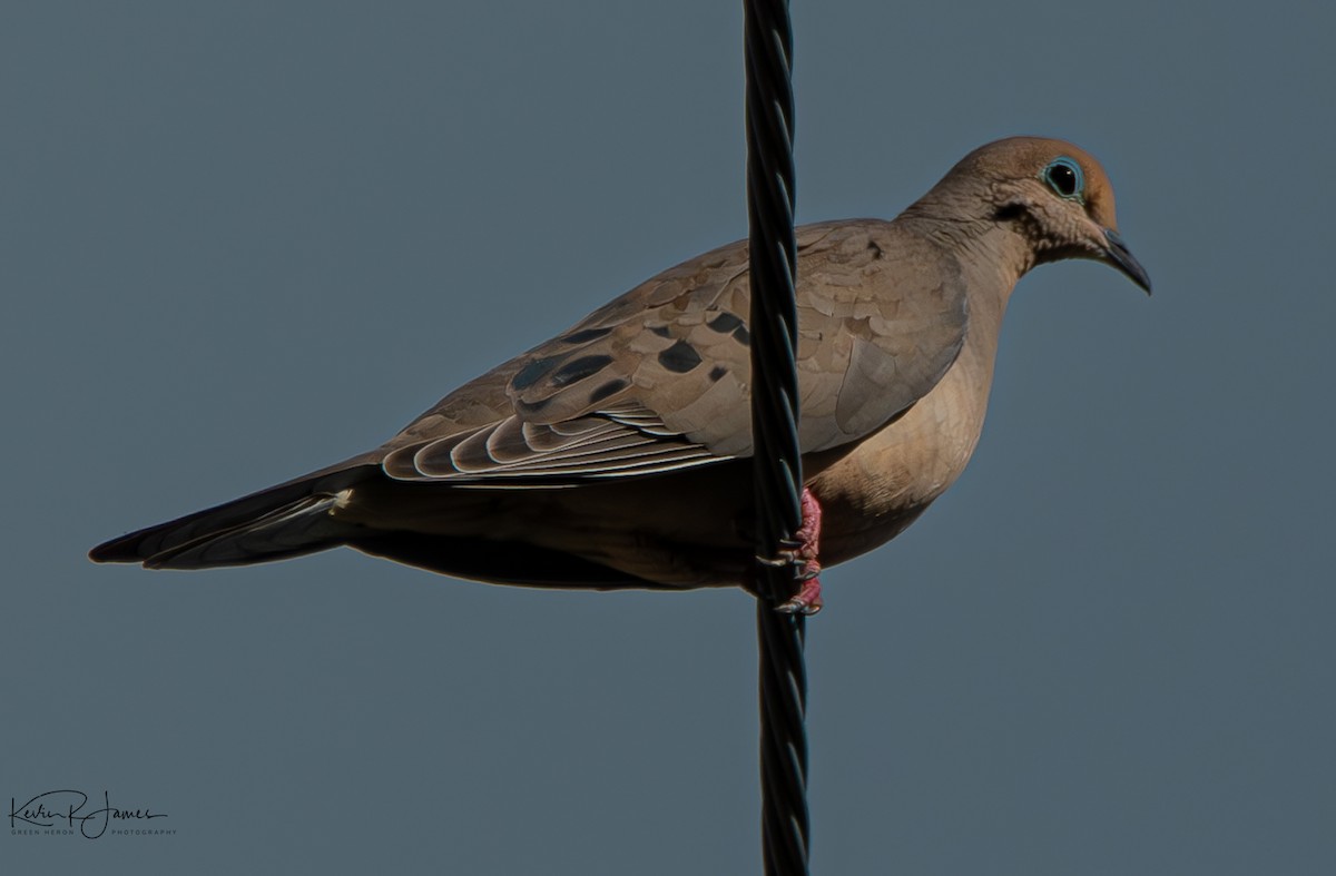 Mourning Dove - Kevin James