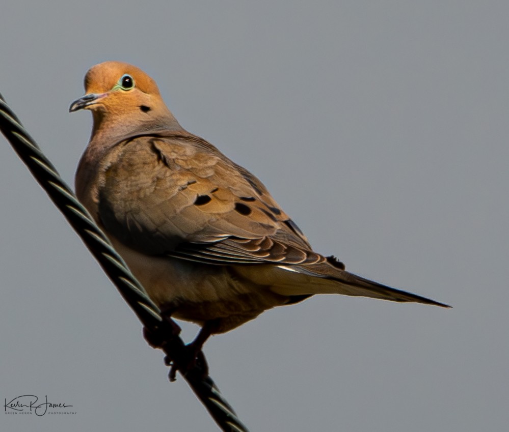 Mourning Dove - Kevin James