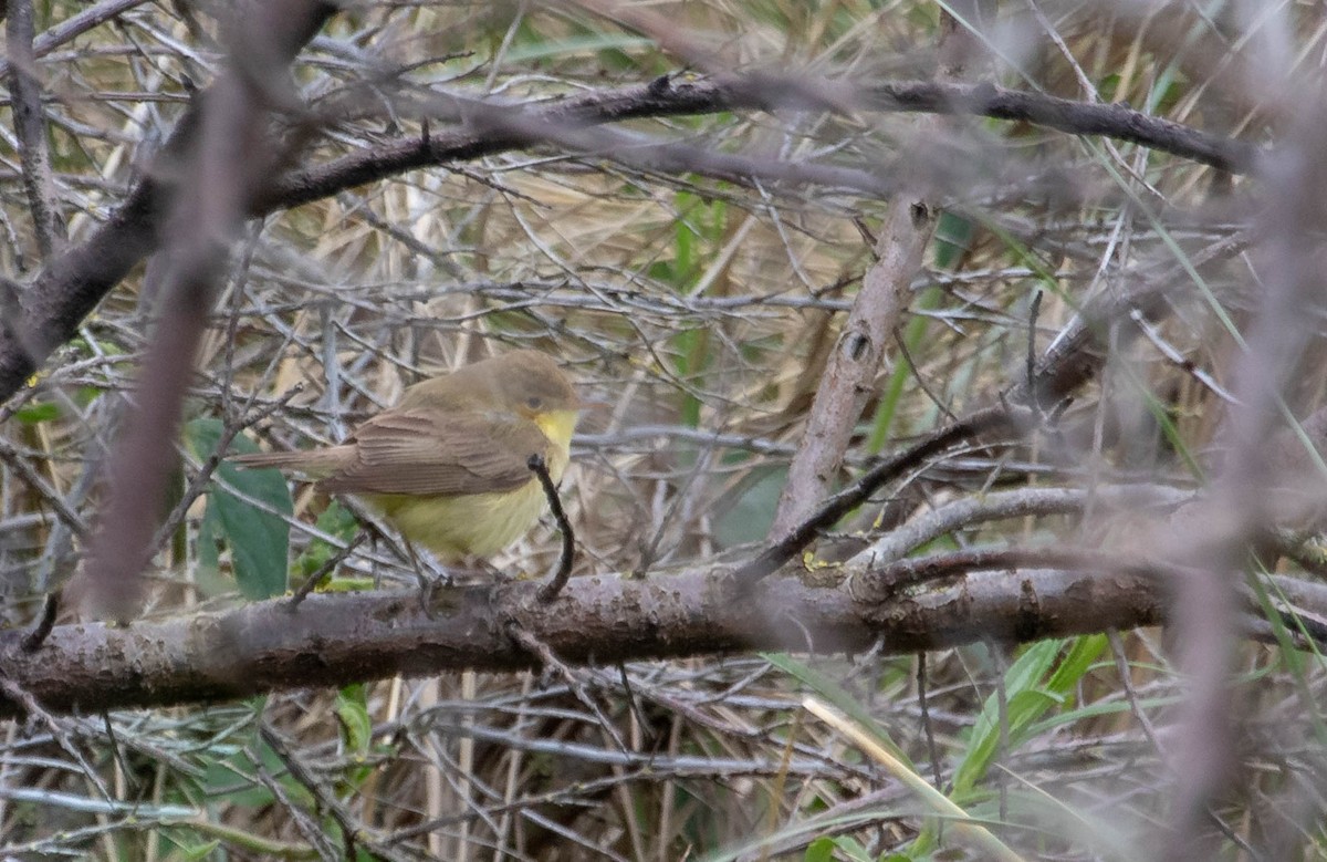 Melodious Warbler - ML618140985