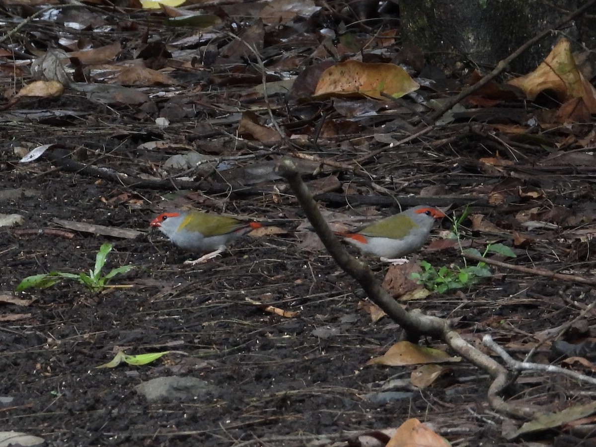 Red-browed Firetail - ML618140990