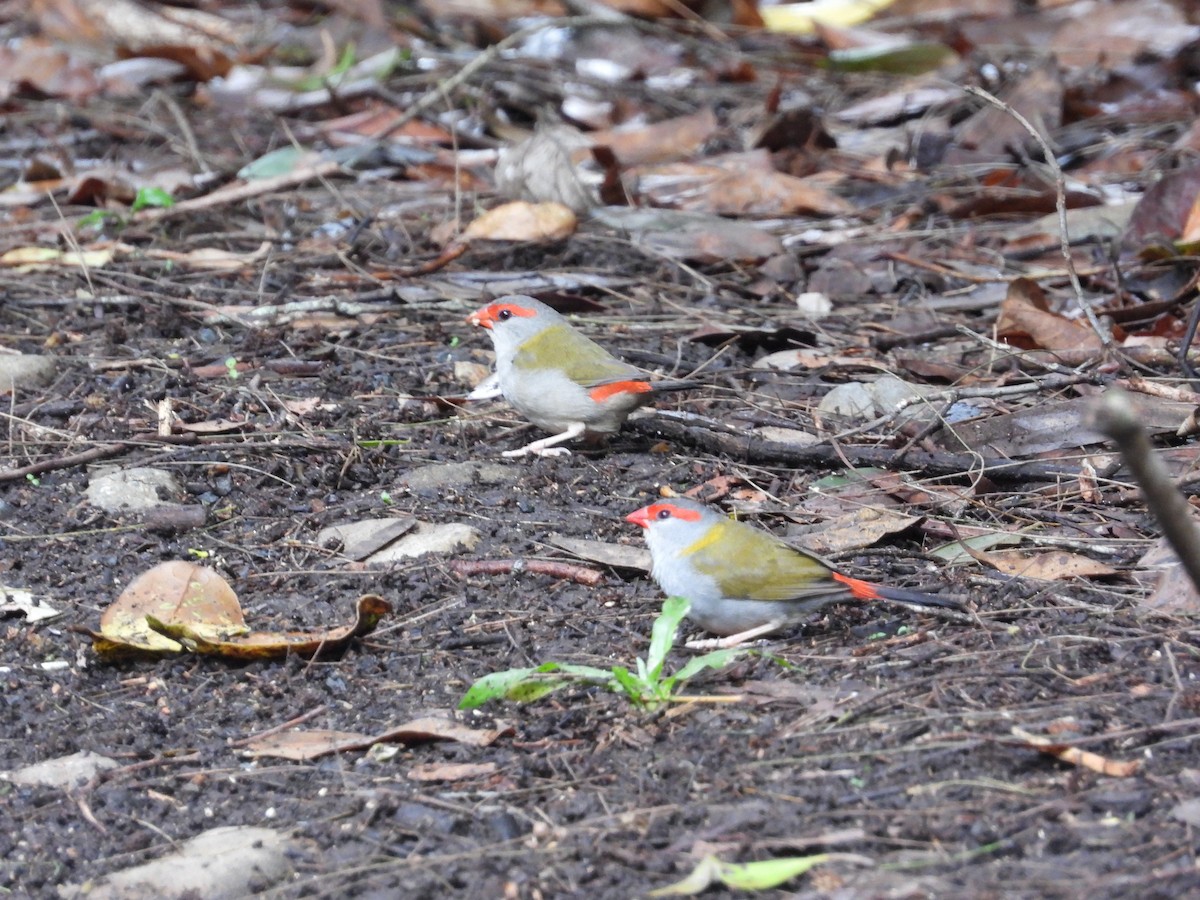Red-browed Firetail - ML618140991