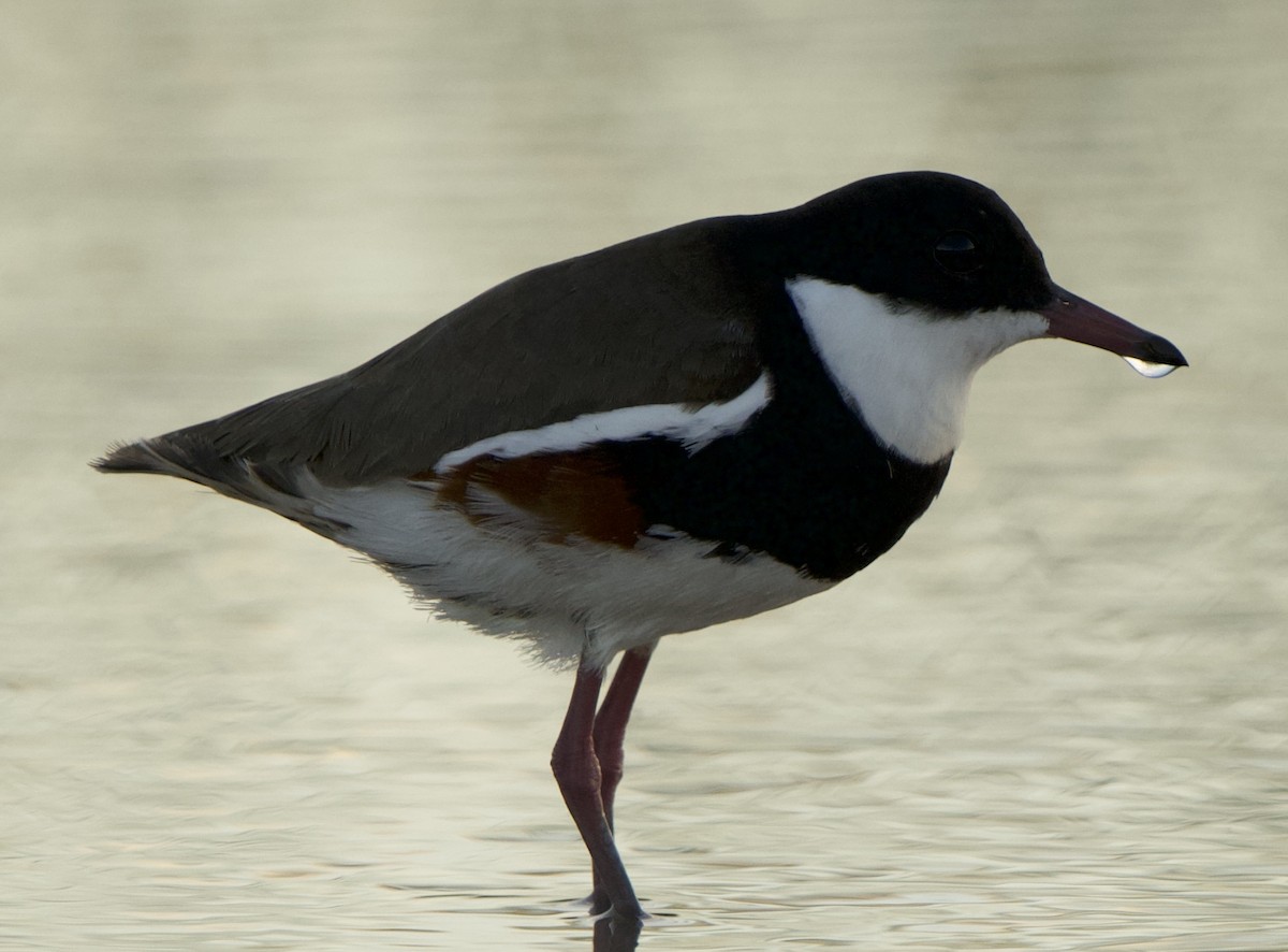 Red-kneed Dotterel - ML618141000
