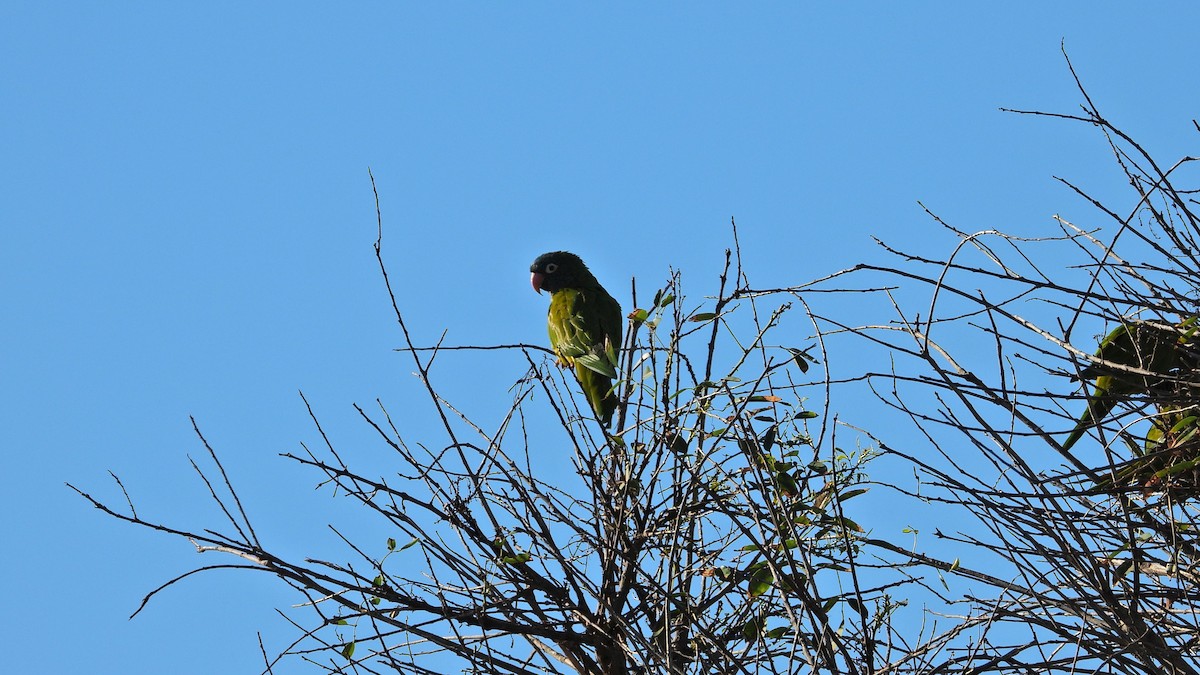 Blue-crowned Parakeet - ML618141020