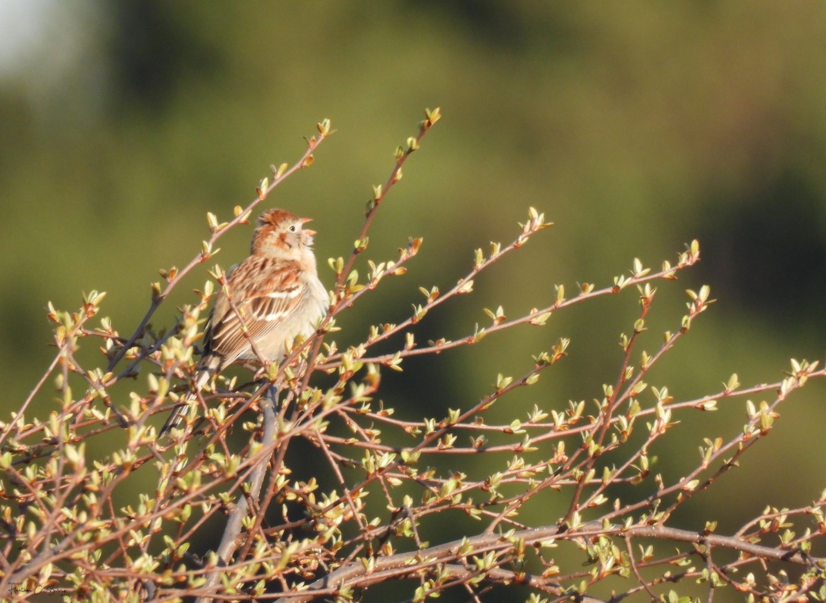 Field Sparrow - ML618141022